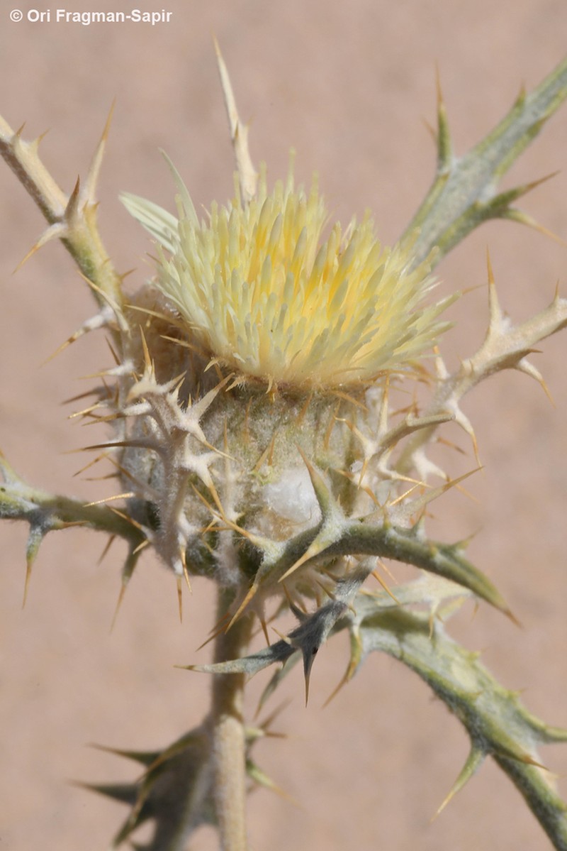 Atractylis carduus