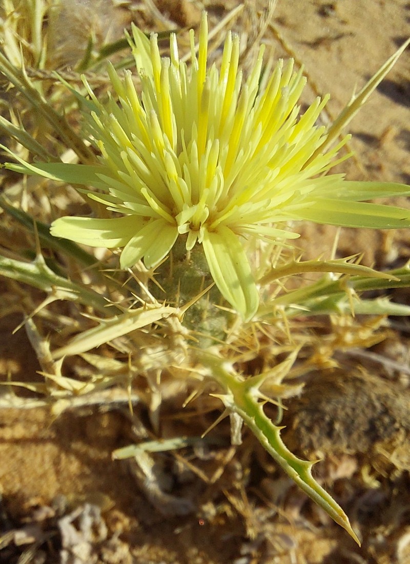 Atractylis carduus photo 2