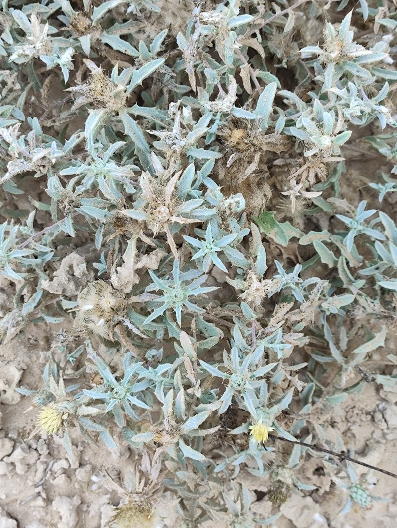 Atractylis carduus photo 3