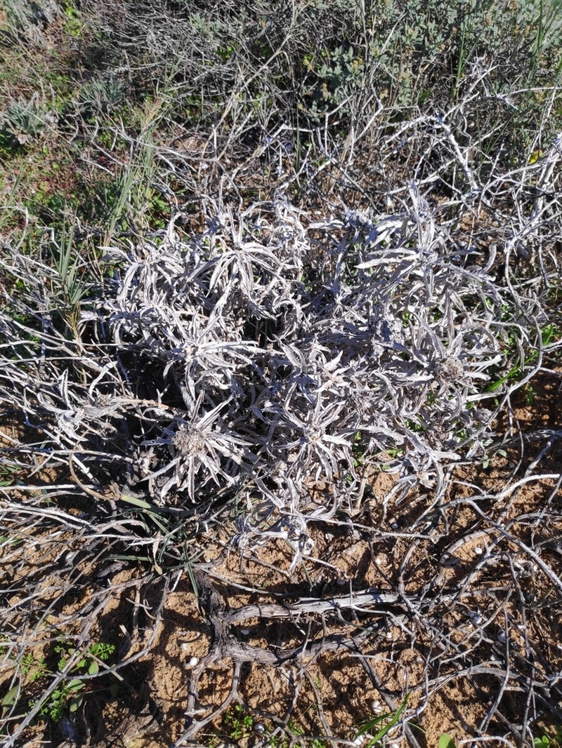Atractylis carduus photo 4