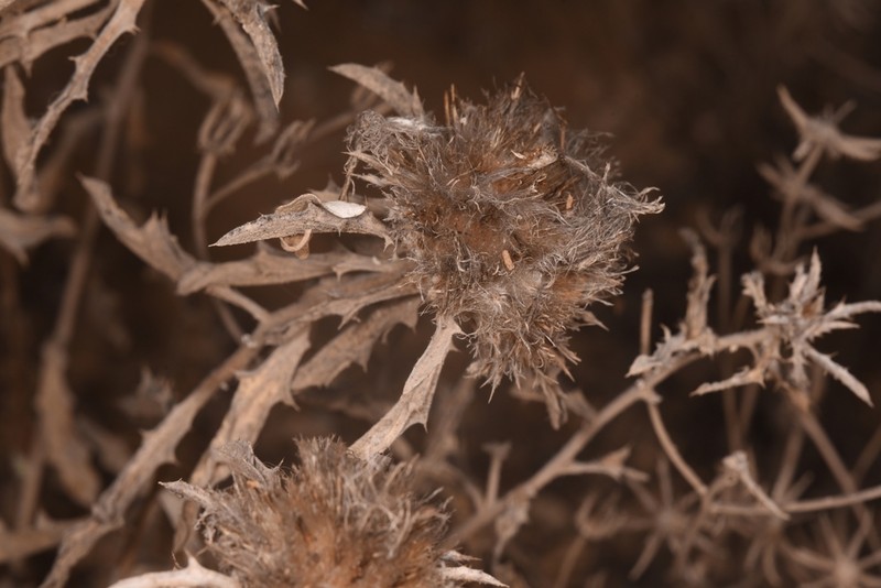 Atractylis carduus photo 5