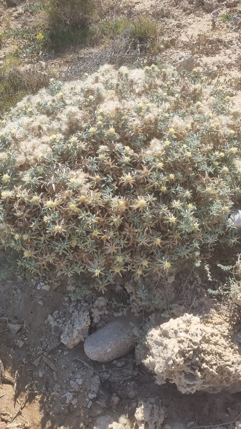 Atractylis carduus photo 6