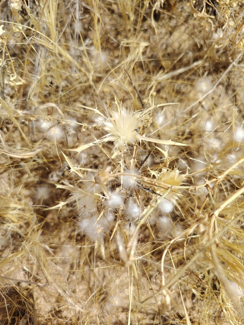 Atractylis carduus photo 8