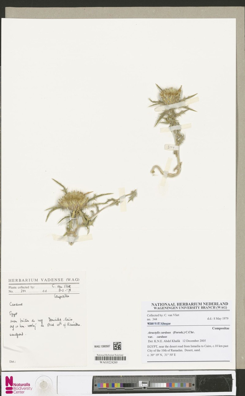 Atractylis carduus var. carduus