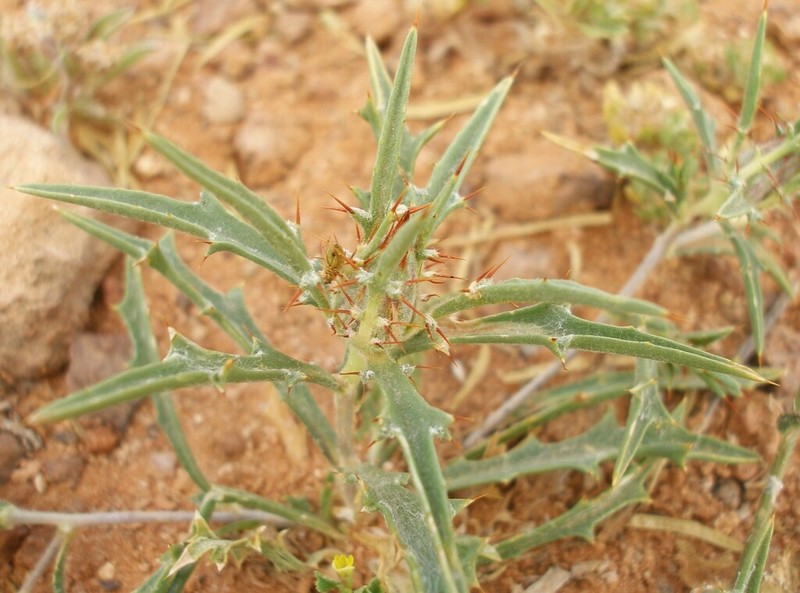 Atractylis delicatula