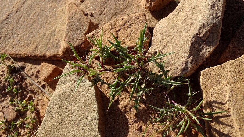 Atractylis delicatula photo 2