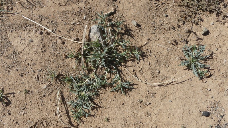 Atractylis delicatula photo 3