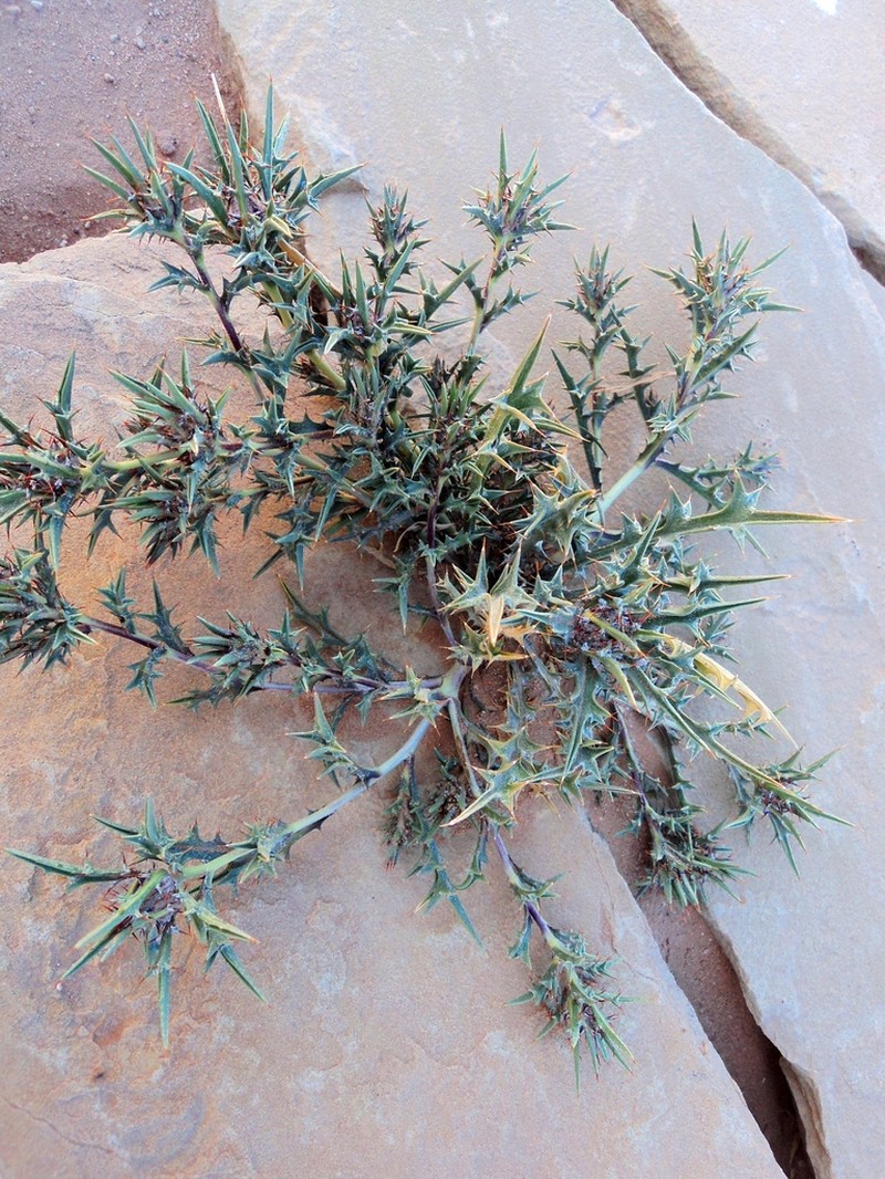 Atractylis delicatula photo 4