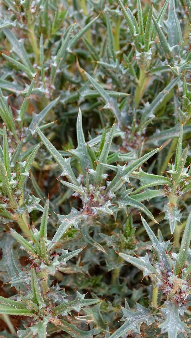 Atractylis delicatula photo 5