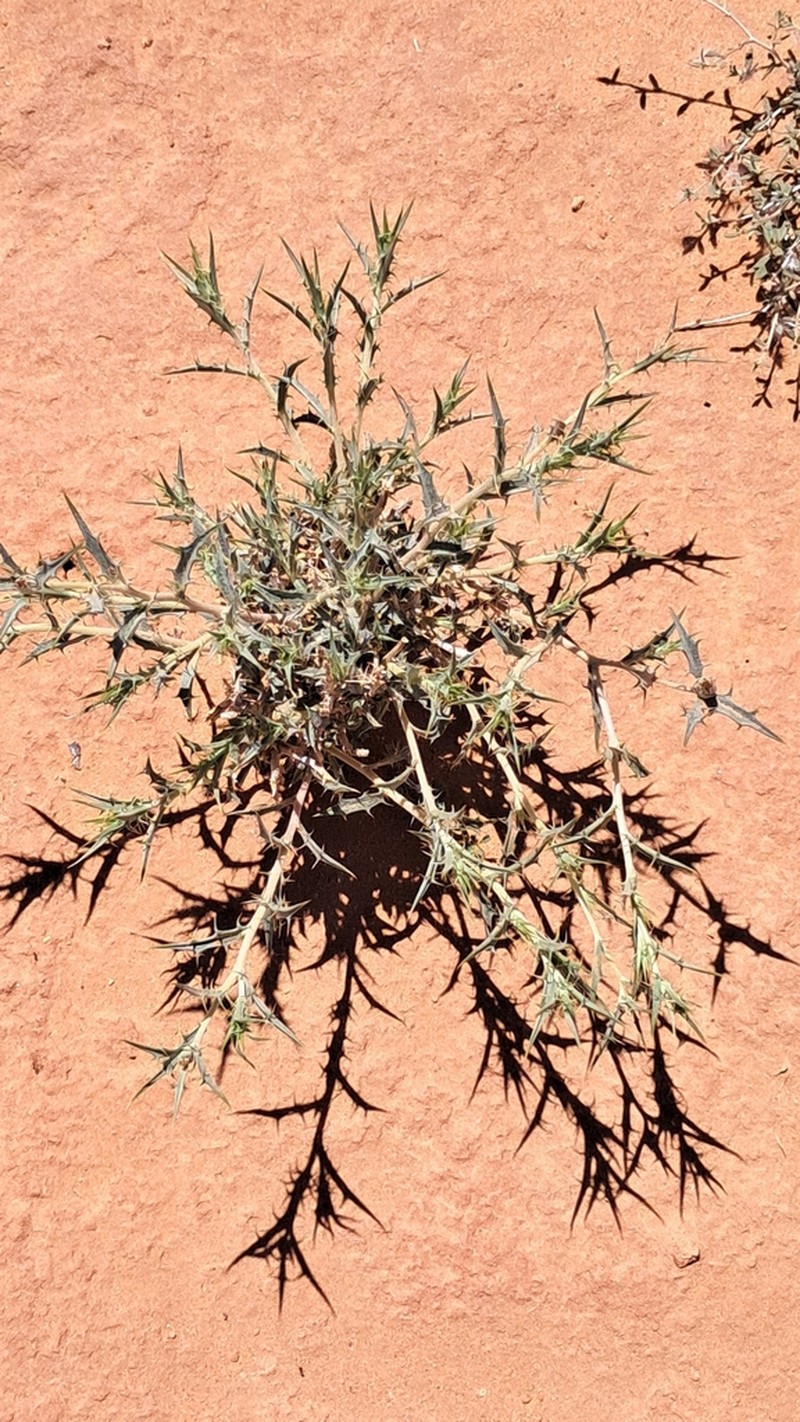 Atractylis delicatula photo 6