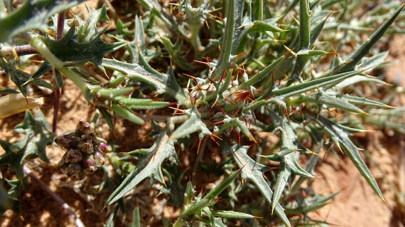 Atractylis delicatula photo 7