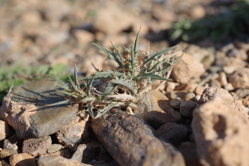 Atractylis delicatula photo 8
