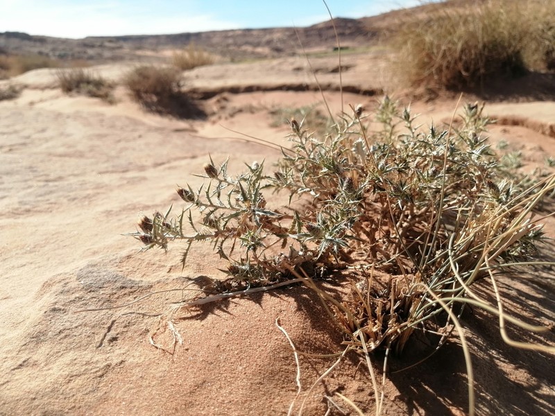 Atractylis echinata photo 2