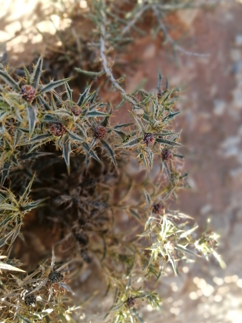 Atractylis echinata photo 3