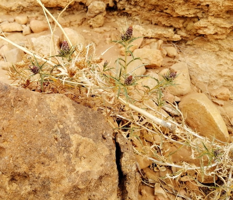 Atractylis echinata photo 4