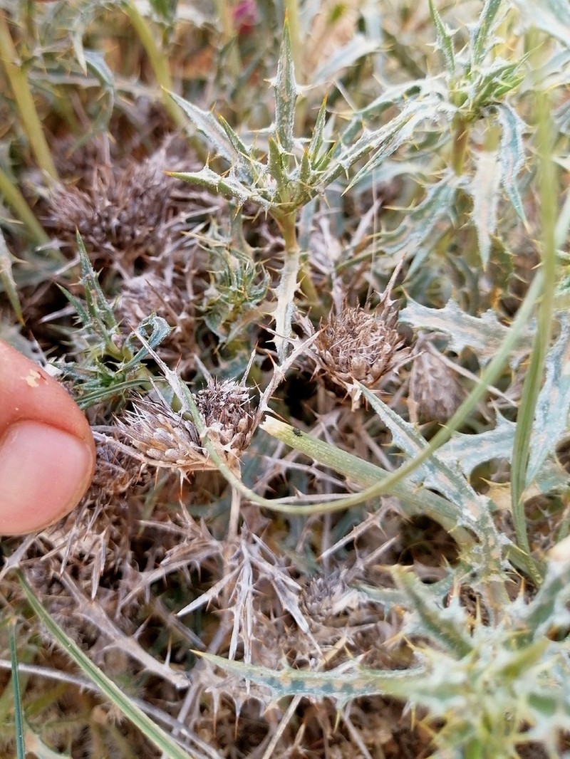 Atractylis echinata photo 5