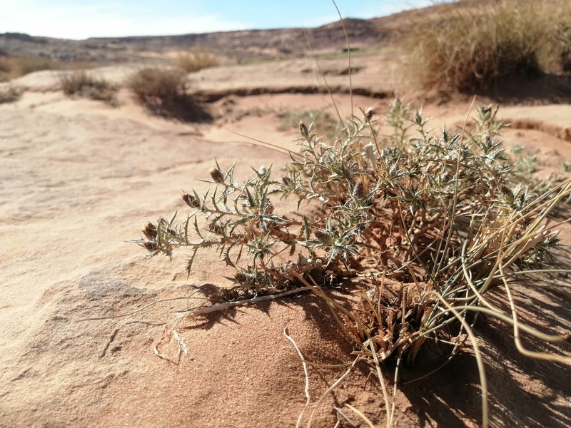 Atractylis echinata photo 7