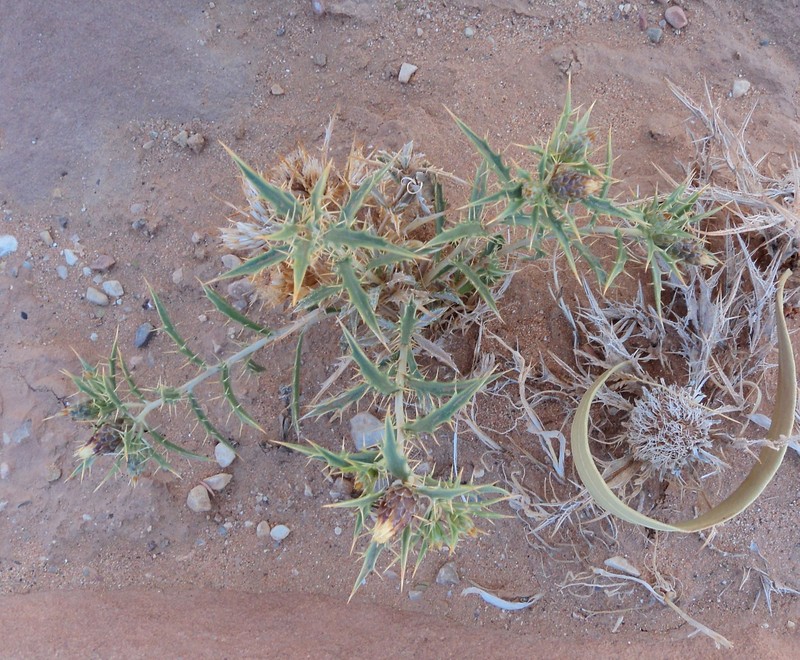 Atractylis echinata photo 8