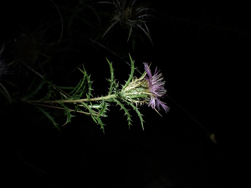Atractylis humilis