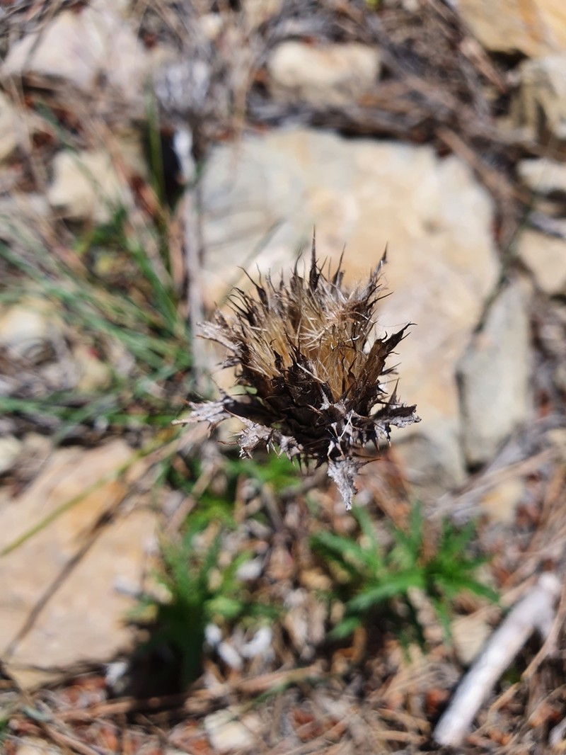 Atractylis humilis photo 2
