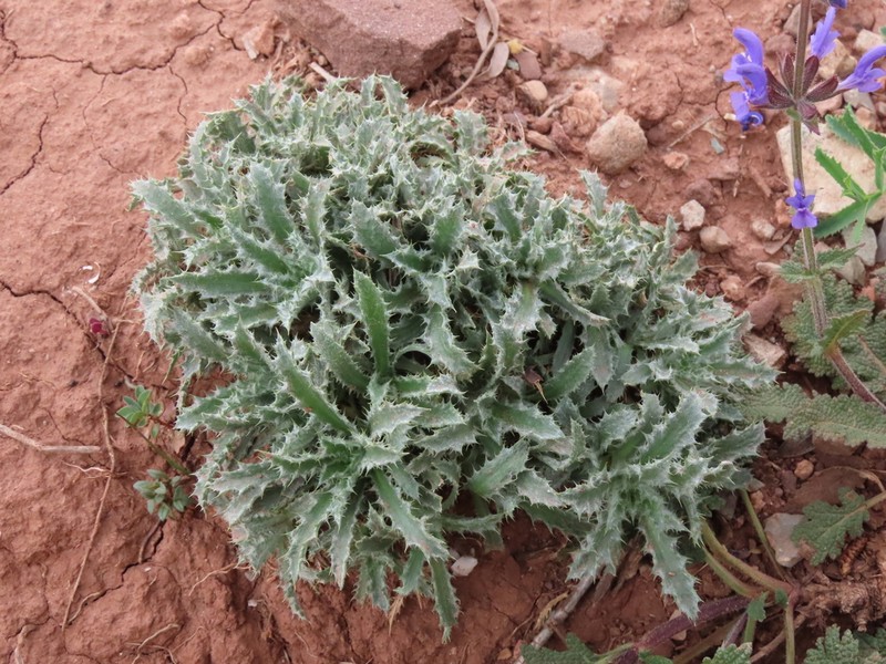 Atractylis humilis photo 3