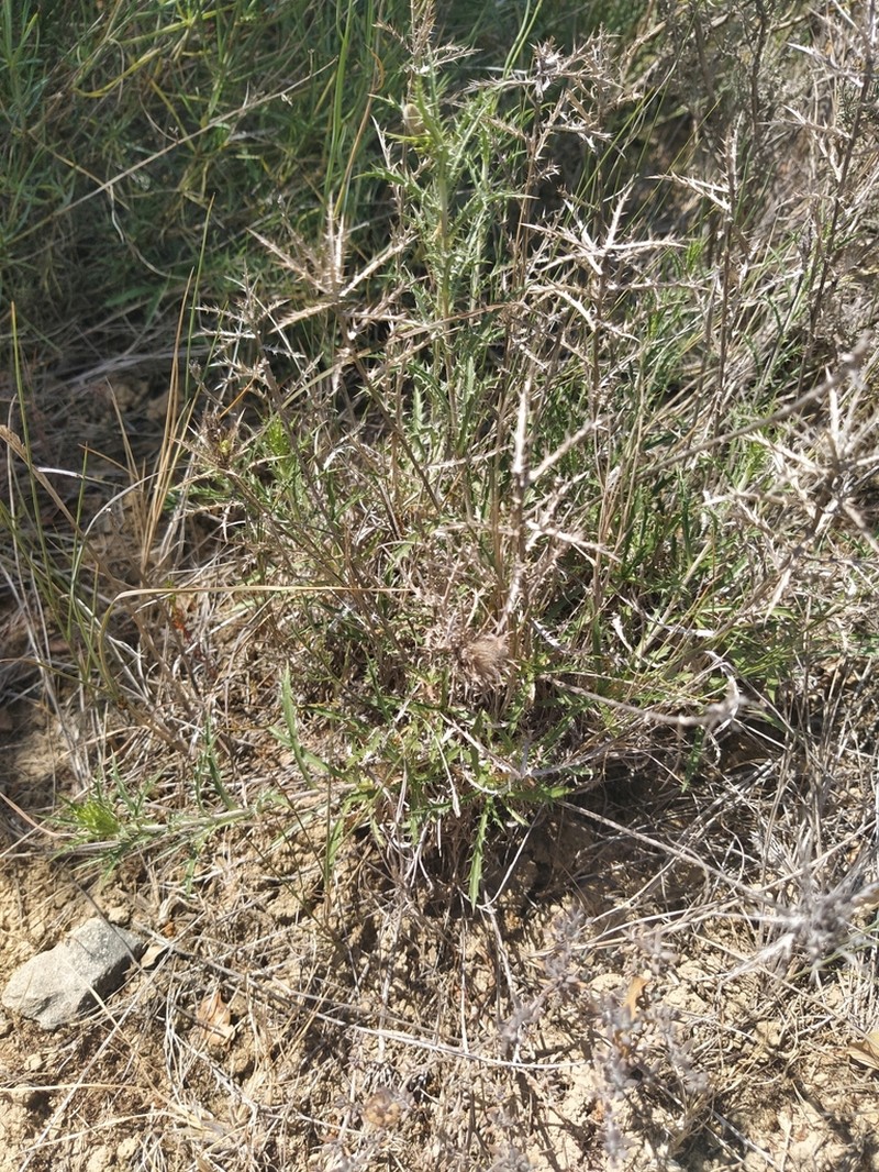 Atractylis humilis photo 4