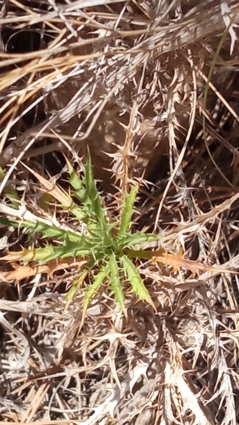 Atractylis humilis photo 5