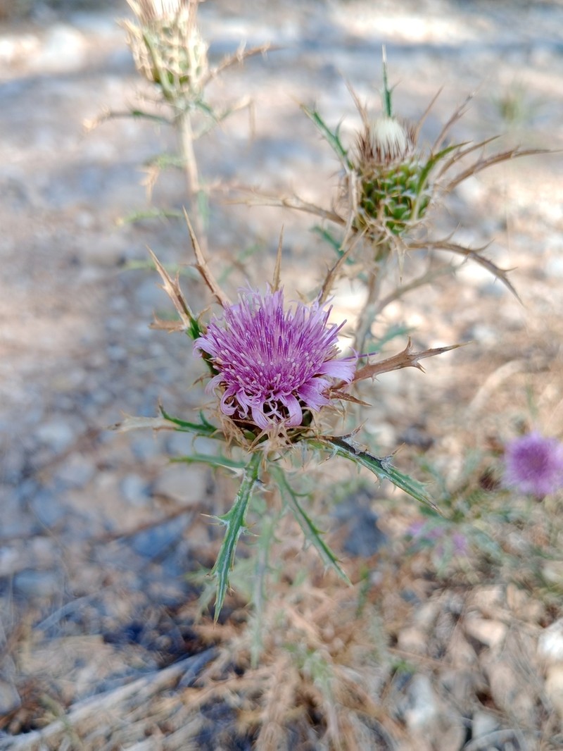 Atractylis humilis photo 6