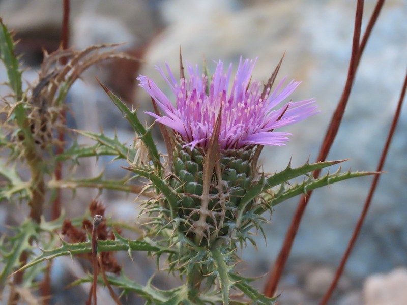 Atractylis humilis photo 7