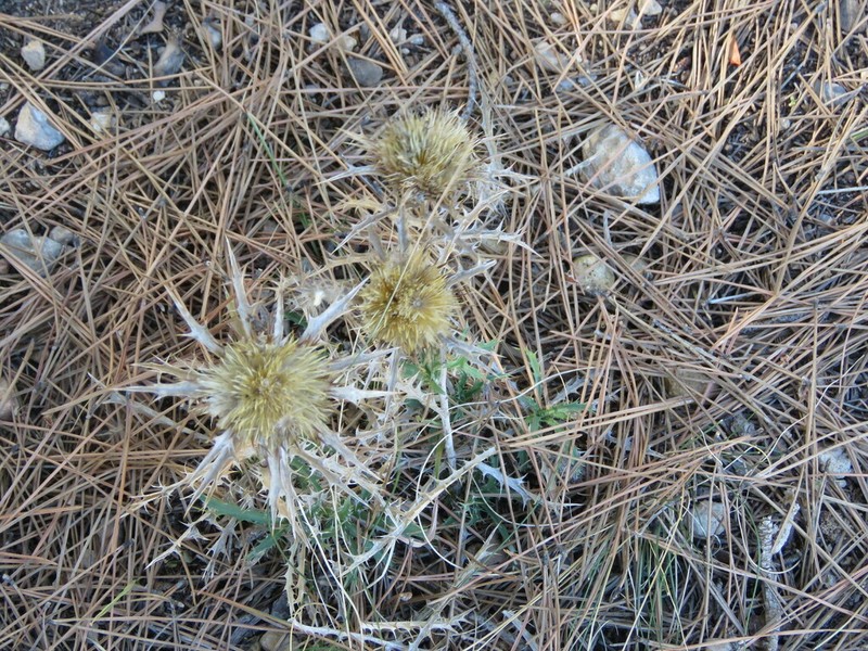 Atractylis humilis photo 8