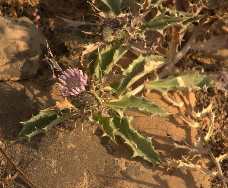 Atractylis kentrophylloides