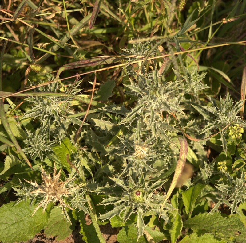 Atractylis kentrophylloides photo 2