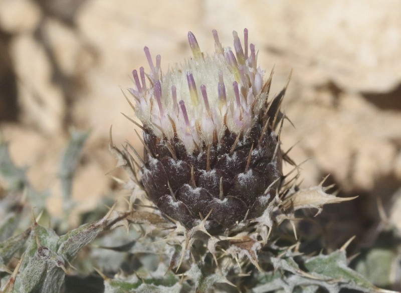 Atractylis kentrophylloides photo 3