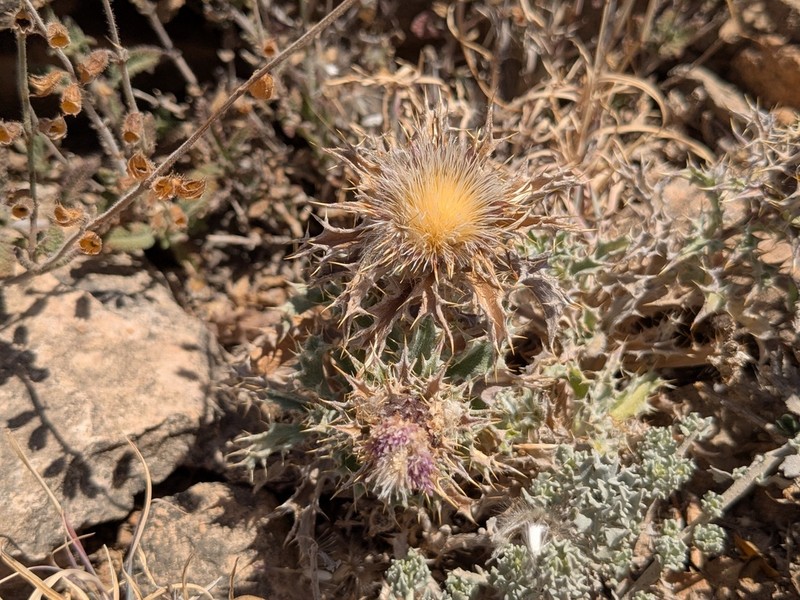 Atractylis kentrophylloides photo 4