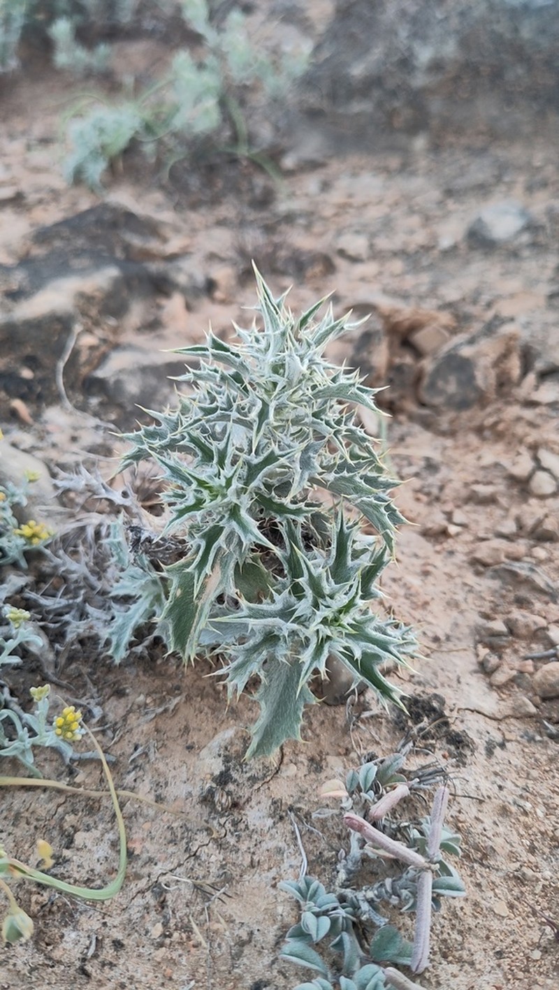 Atractylis kentrophylloides photo 5