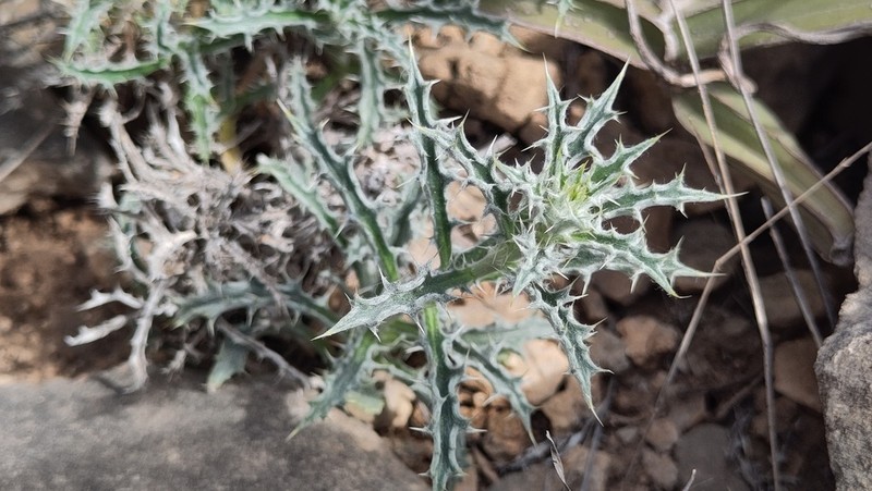 Atractylis kentrophylloides photo 6
