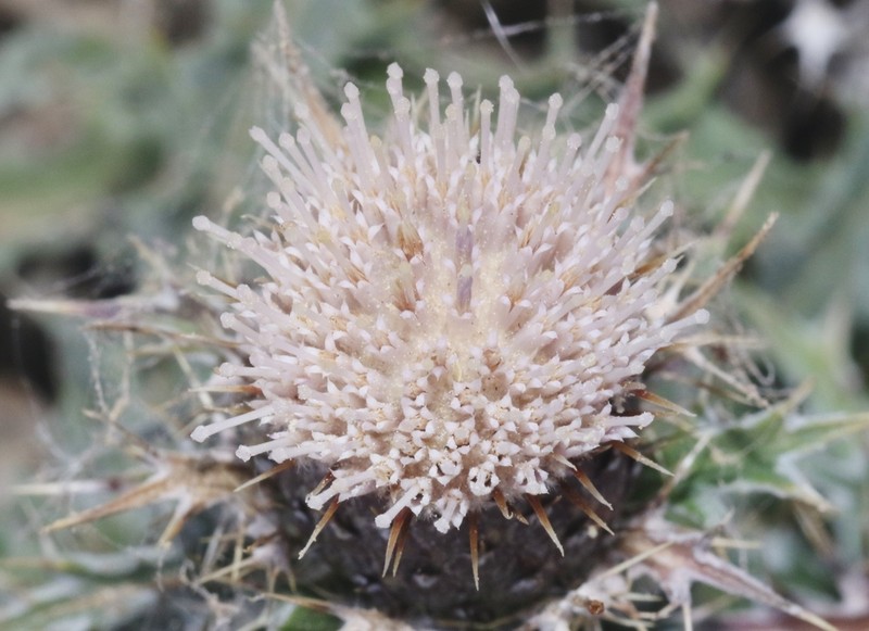 Atractylis kentrophylloides photo 7