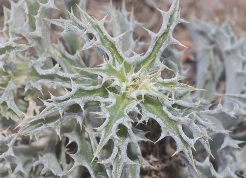 Atractylis kentrophylloides photo 8