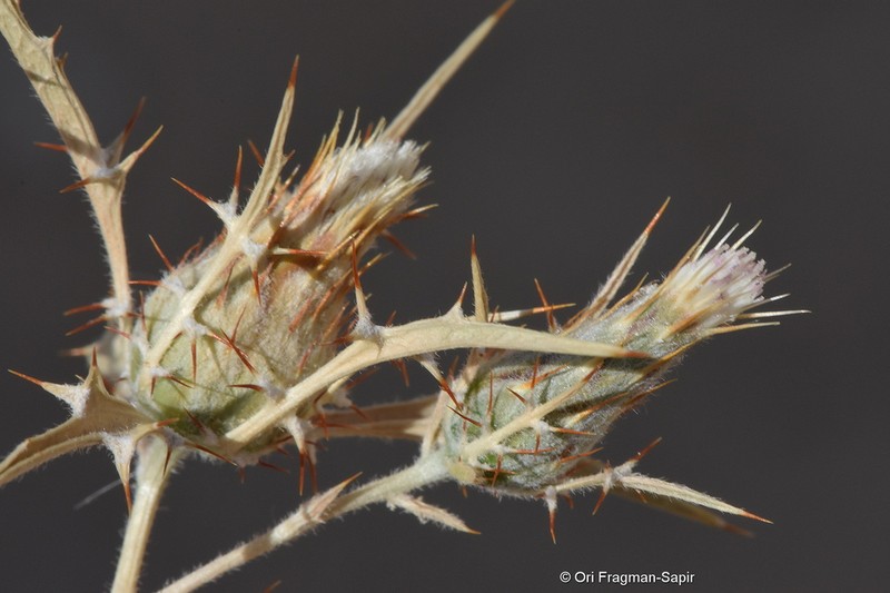 Atractylis mernephthae