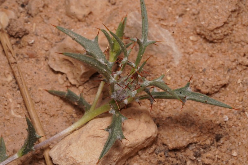 Atractylis mernephthae photo 2