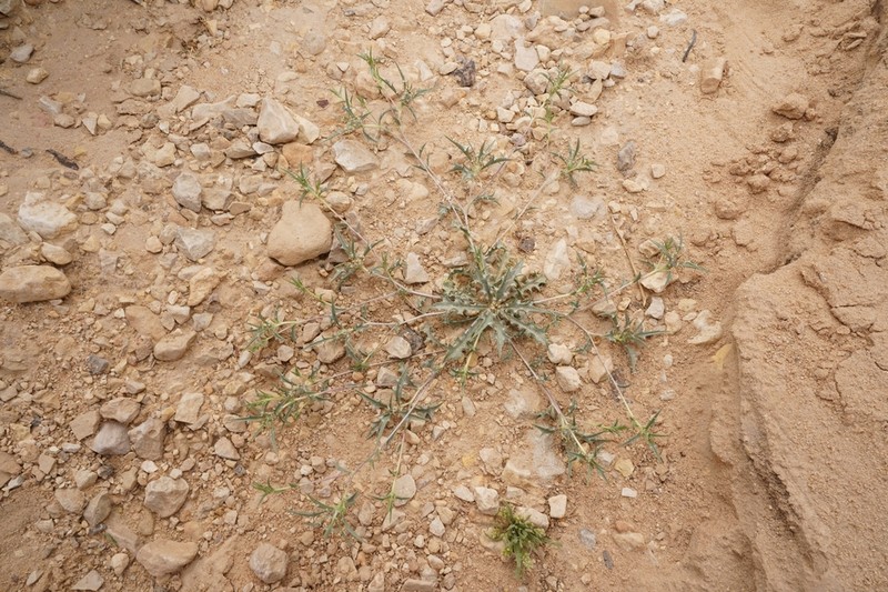 Atractylis mernephthae photo 3