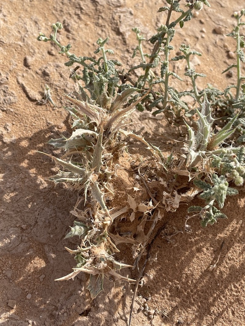 Atractylis mernephthae photo 4
