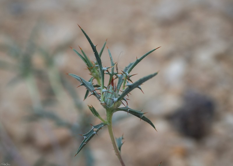 Atractylis mernephthae photo 5