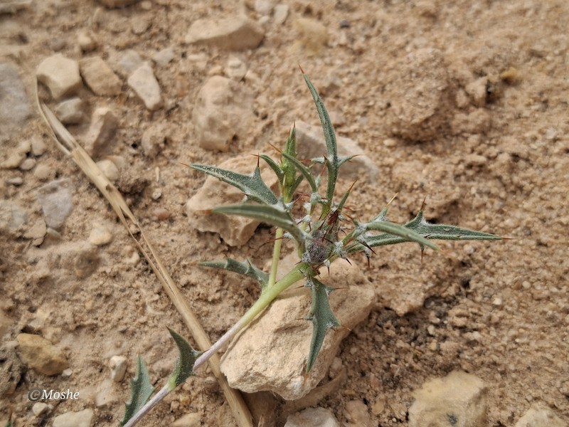 Atractylis mernephthae photo 6