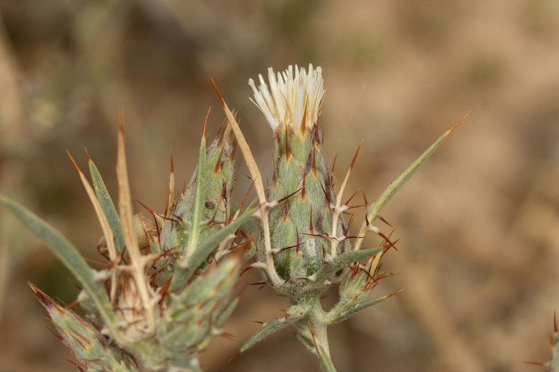 Atractylis mernephthae photo 7
