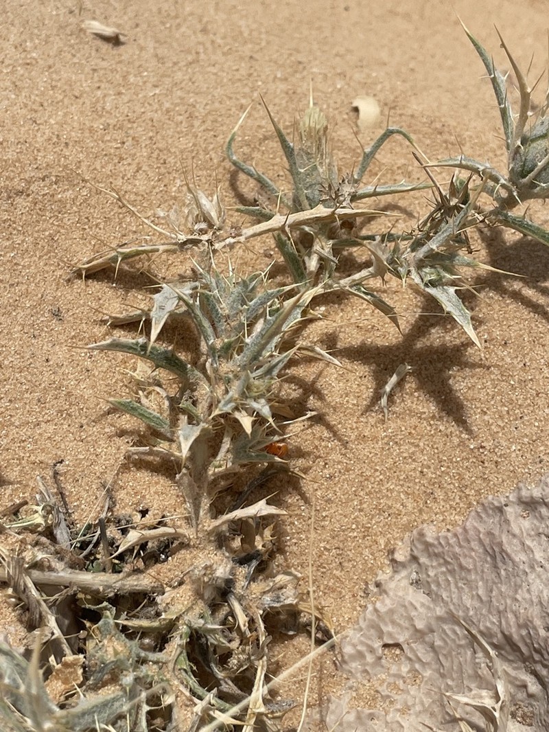 Atractylis mernephthae photo 8
