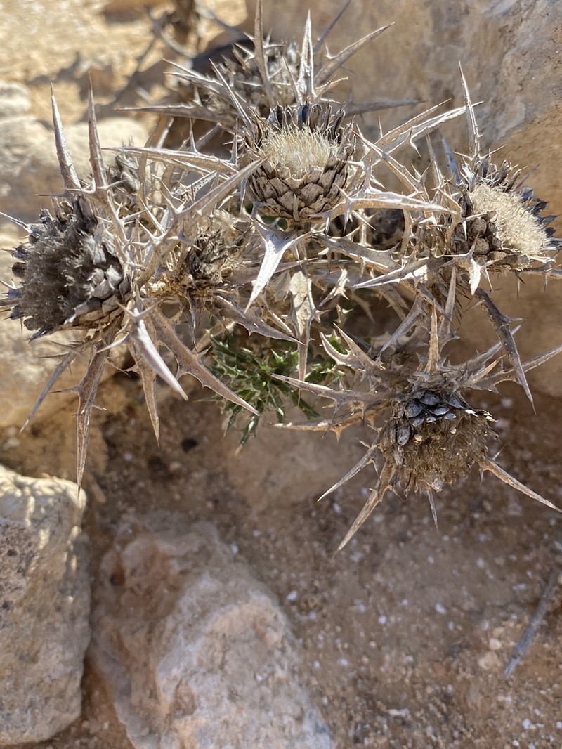 Atractylis phaeolepis