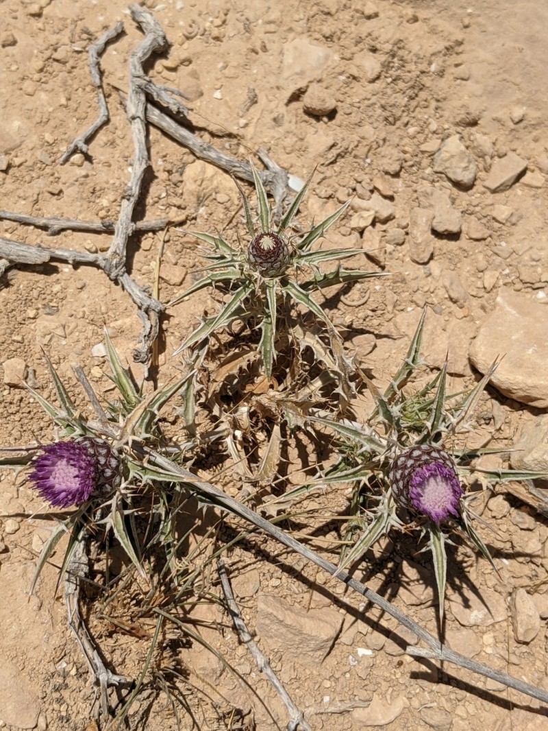 Atractylis phaeolepis photo 2