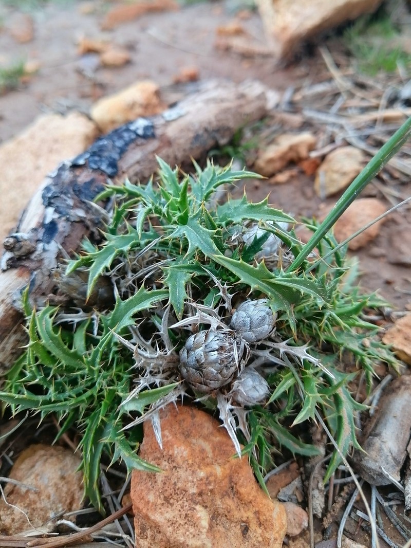 Atractylis phaeolepis photo 3