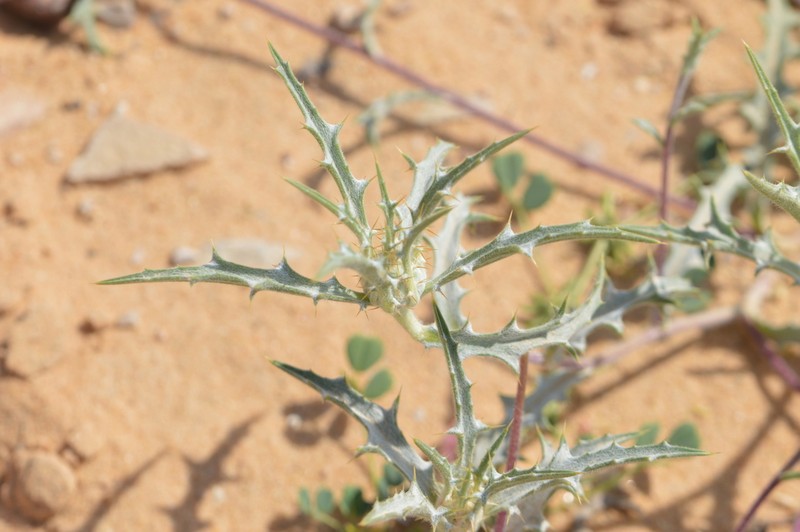 Atractylis phaeolepis photo 4
